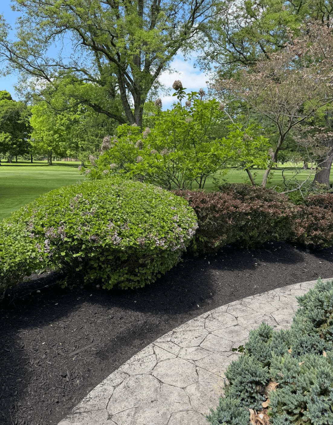 Professional shrub trimming and cleanup
